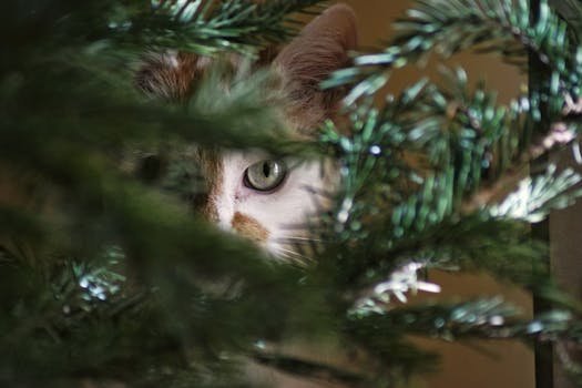 A curious cat peeking through festive Christmas tree branches indoors.
