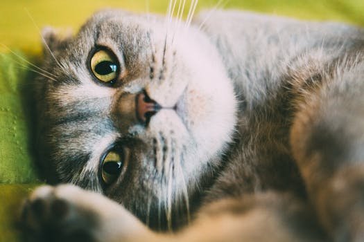 Close-up of a gray tabby cat lying down, showing whiskers and big eyes.