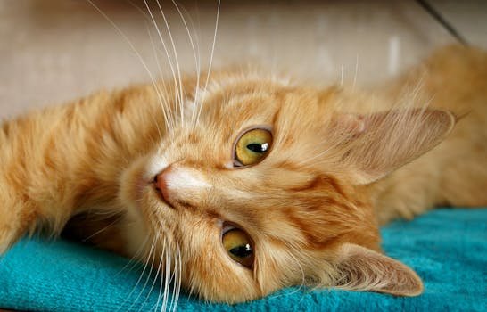 A close-up image of a relaxed ginger cat lying comfortably on a teal blanket, showcasing its striking green eyes.
